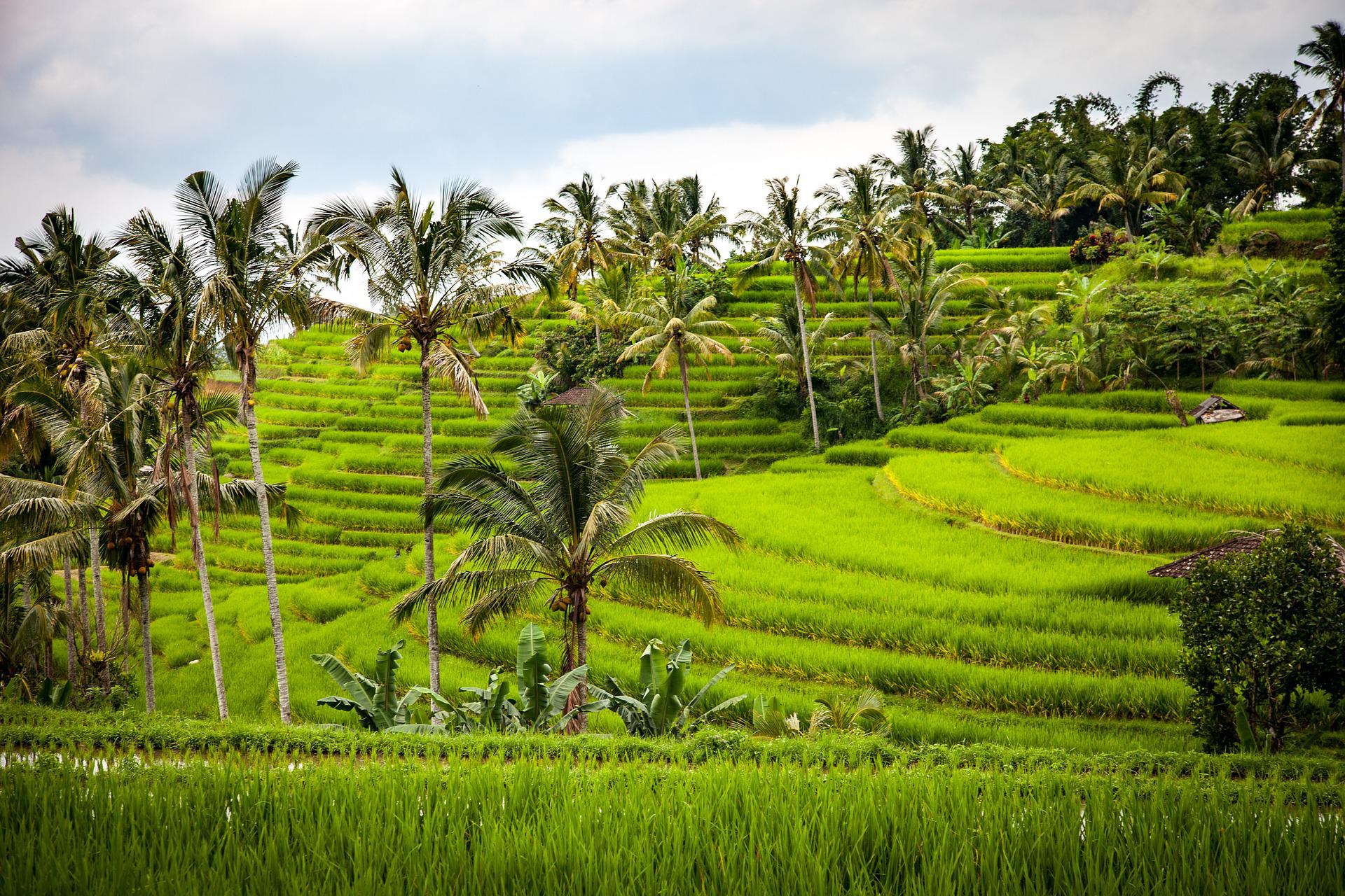 インドネシア・バリ島の風景